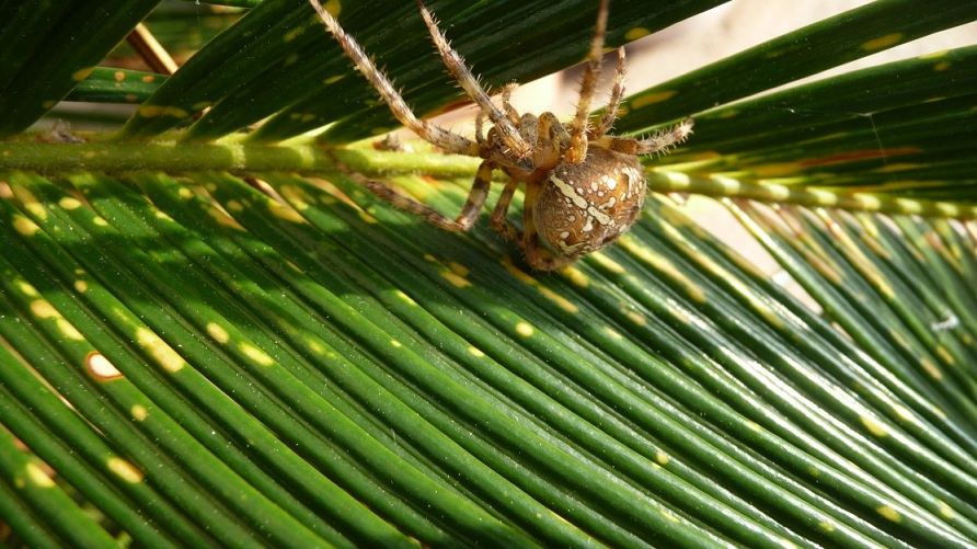 Araneus diadematus